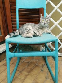 Cat sleeping on chair