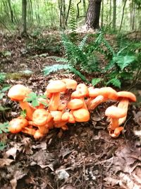 Close-up of mushrooms growing on tree trunk in forest