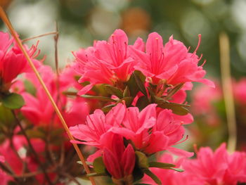 Close-up of pink flowering plants