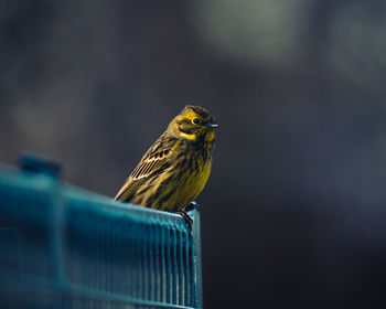 Close-up of bird on a metal fence 