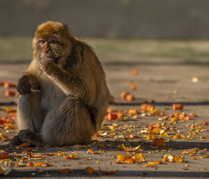 Lion eating outdoors