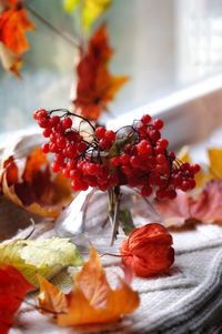 Close-up of red berries on plant