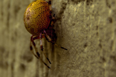 Close-up of insect