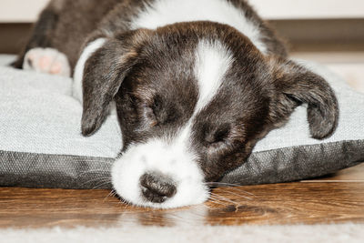 Close-up of puppy sleeping on floor