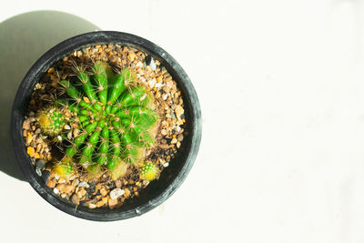 Directly above shot of potted plants on table against white background