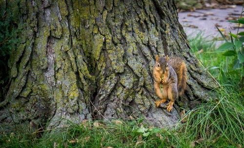 Lizard sitting on tree trunk