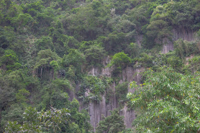 Scenic view of forest