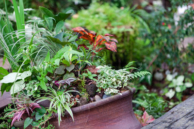 Close-up of potted plants in yard