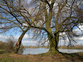 Bare trees on lakeshore