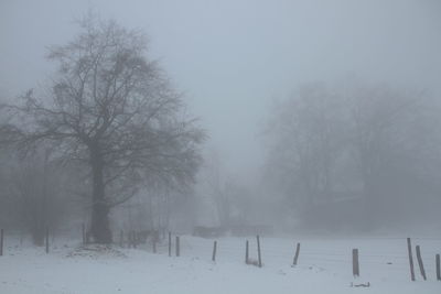 Bare trees on snow covered field
