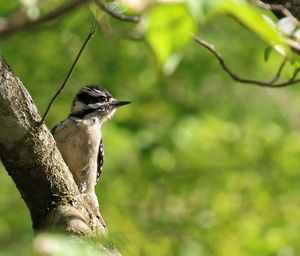 Close-up of bird perching on branch