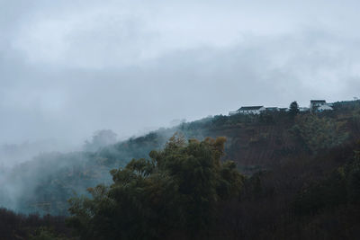 Trees on mountain against sky