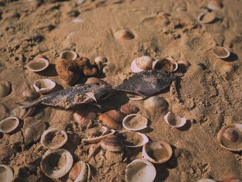 High angle view of fish on sand