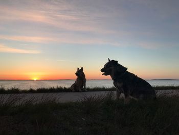 View of a dog on beach during sunset