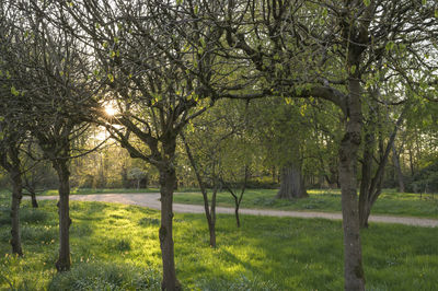 Trees in a field