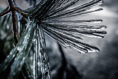 Close-up of water drops on pine tree