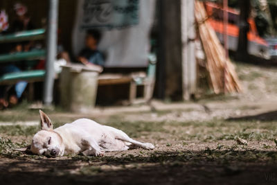 View of a dog sleeping