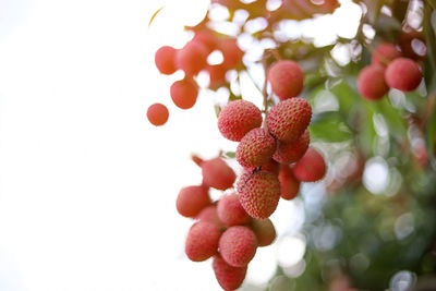 Close-up of berries growing on tree