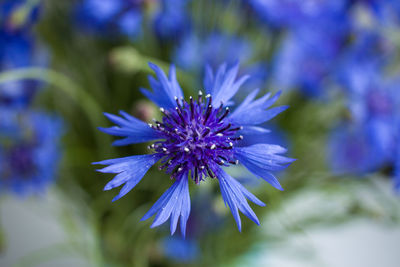 Close-up of purple flower blooming outdoors