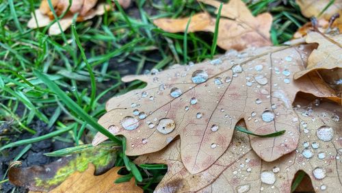 High angle view of raindrops on dry leaves