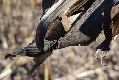 Close-up of bird against blurred background