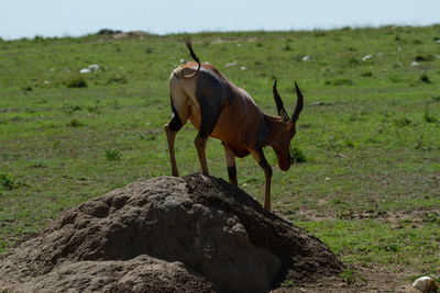 Behind a topi antelope that is getting off of a dirt hill in the middle of a field