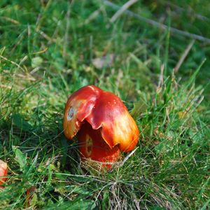 Close-up of fly agaric mushroom on field