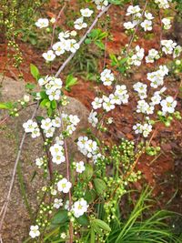 Close-up of flowers