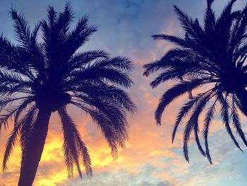 Low angle view of palm trees against sky