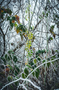 Close-up of plants on tree during winter