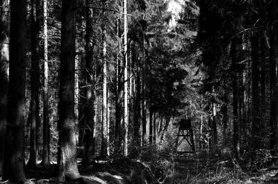 Trees in forest