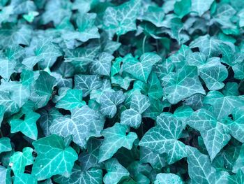 Full frame shot of green leaves