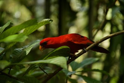 bird