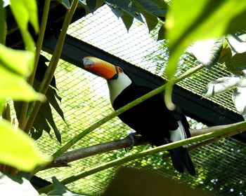 Low angle view of bird perching on plant