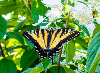 Close-up of butterfly pollinating on plant