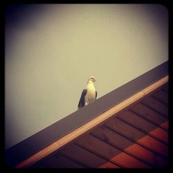 Bird perching on wall