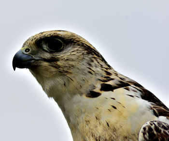 Close-up of falcon against clear sky