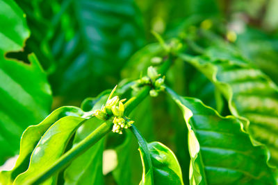 Close-up of fresh green plant