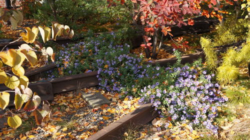 Flowers and plants in autumn leaves