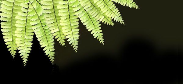 Close-up of fern against blurred background