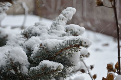 Close-up of frozen tree during winter