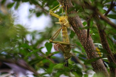 Low angle view of insect on plant