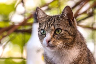 Close-up portrait of a cat