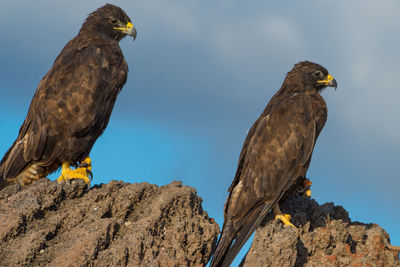 Side view of two hawks perching on rocks