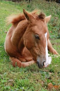 Horse in a field