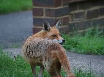 View of fox standing on garden