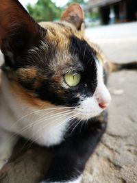 Close-up portrait of cat