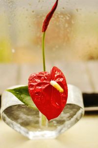 Close-up of water drops on red flower