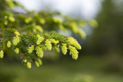 Close-up of pine tree