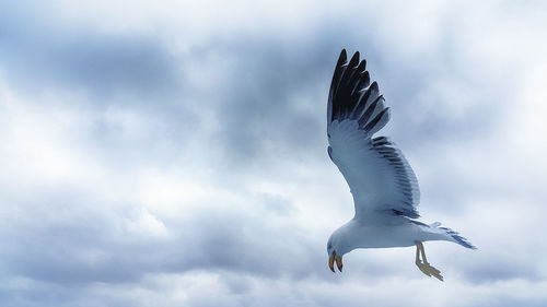 Low angle view of seagulls flying against cloudy sky